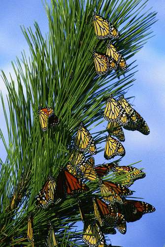 From flickr.com: Monarch butterflies migrating.  