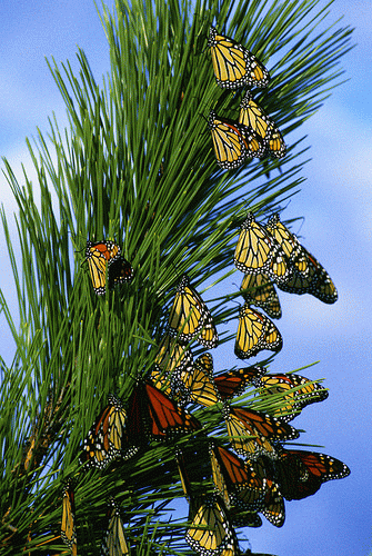 Monarch butterflies migrating., From FlickrPhotos