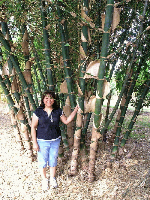 A Bambusa Balcooa clump (not Beema) at Rivers End Nursery, Bayview, TX, 2008