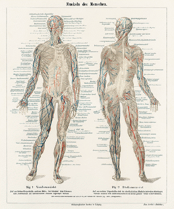 From flickr.com: An antique lithograph of the human musculature system from the encyclopedia, Meyers Konversations Lexikon (1894). Digitally enhanced from our own original plate. From flickr.com: An antique lithograph of the human musculature system from the encyclopedia, Meyers Konversations Lexikon (1894). Digitally enhanced from our own original plate.