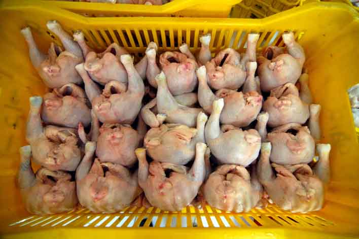 Big chicken producers abuse workers, animals, the environment and food consumers, From InText