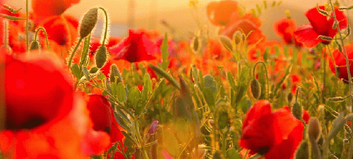 Poppies standing guard over Flanders Field, Belgium. A contemporary view., From Uploaded