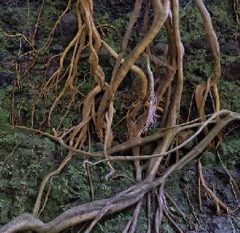 'Tree Of Life', From FlickrPhotos