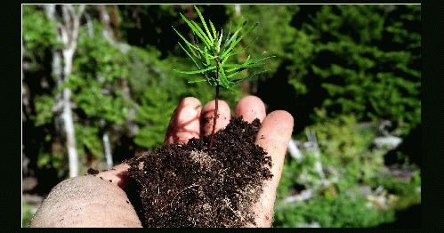 Fir seedling, in author's hand [photo by author]