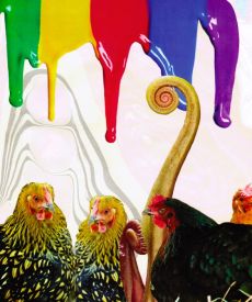 Only Chickens Fear The Rainbow