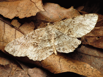 Canadian Melanolophia Moth, From FlickrPhotos