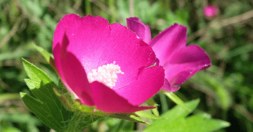 Purple Poppy Mallow (Callirhoe involucrata) — Photo by author, From Uploaded