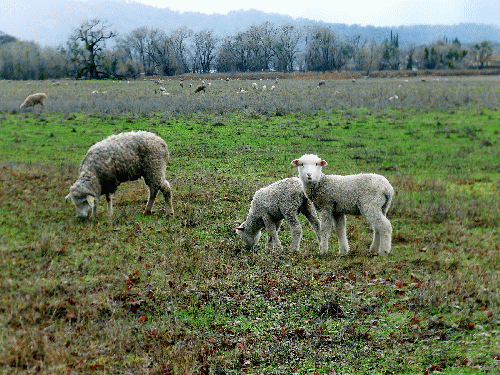 Sheep in Lake County, California, Spring 2019 [Photo by the Author], From Uploaded