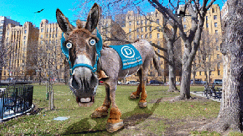 Democratic Donkey - Caricature