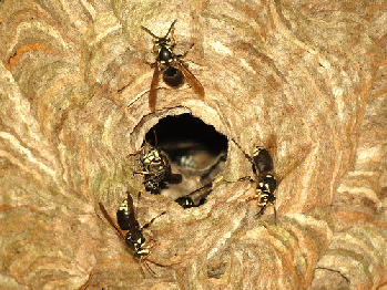 Bald-faced Hornets at Nest, From FlickrPhotos