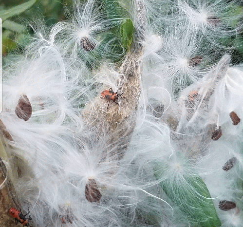 Milkweed-- the food that supports butterflies-- and note there are some other bugs. Like Our system, we need to metamorphize it and also get rid of the bugs