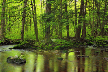 Spruce Run (Revisited) (2), From FlickrPhotos