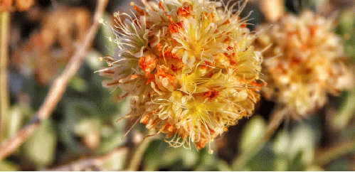 'Tiehm's Buckwheat' (Eriogonum tiehmii)