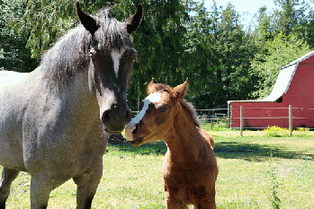 horses, From FlickrPhotos