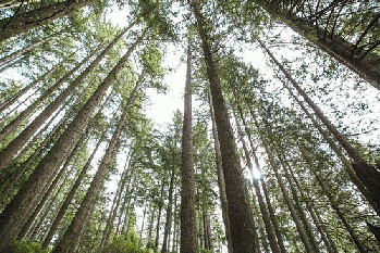 Looking up at trees, From FlickrPhotos