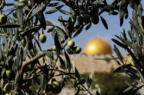 UK officials have stonewalled a campaign to expose a group that funded a park used to aid the ethnic cleansing of Palestinians, From Uploaded