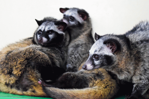 Civets