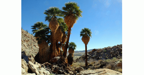 California Fan Palms in Anza-Borrego State Park in California (Photo by author), From Uploaded