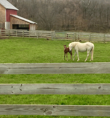 Some new neighbors., From Uploaded