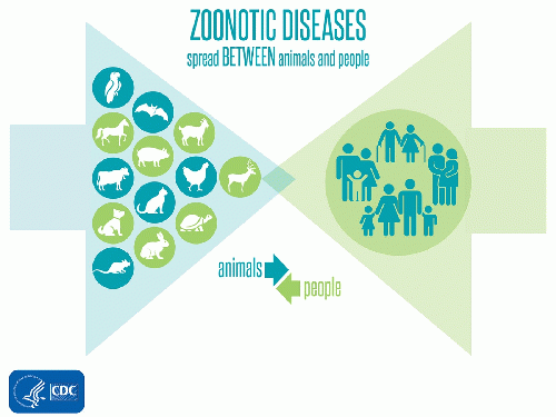 Zoonotic Diseases, From Uploaded