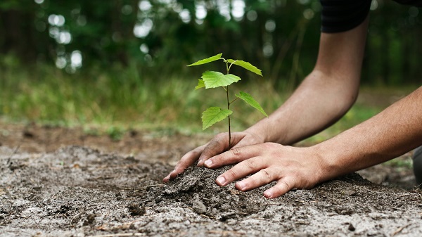 Trees promise both to turn the semi-arid region greener and to clear 