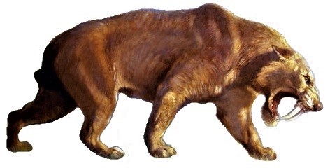 Smilodon populator--one of North America's Pliocene saber-toothed cats, From InText