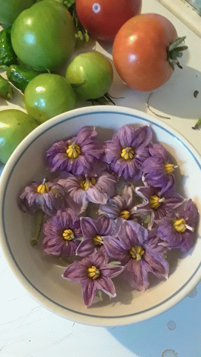 Eggplant flowers. They are delicious sauteed!, From Uploaded