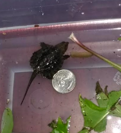 a late-season baby common snapping turtle next to a quarter