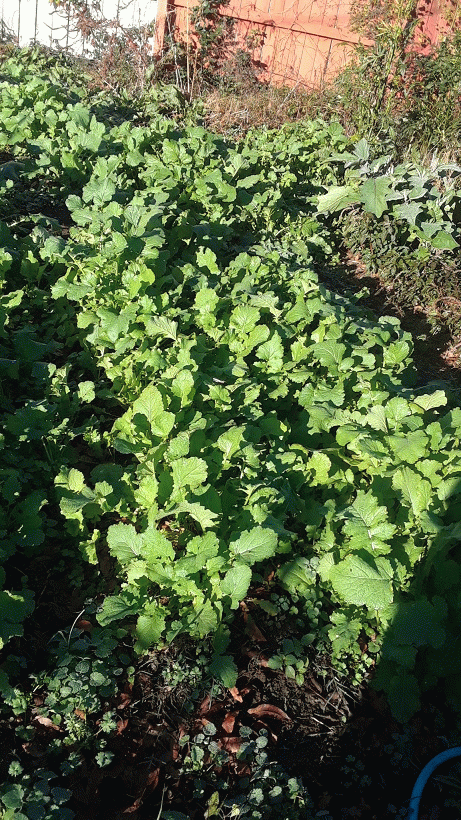 The hardy turnips got an unexpectedly long time to develop to their beautiful current state. The hardy turnips got an unexpectedly long time to develop to their beautiful current state.