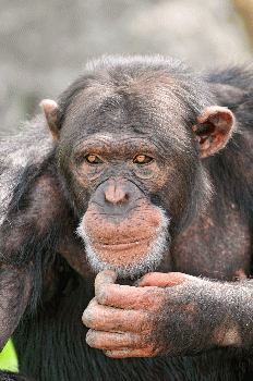 Confused chimp, From CreativeCommonsPhoto