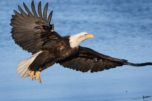 American Bald Eagle, From CreativeCommonsPhoto