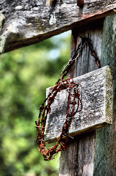 crown of thorns