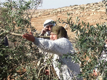 Susiya olive trees destroyed by Israeli settlers, From CreativeCommonsPhoto