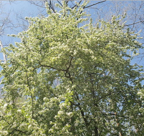 freshly blooming tree