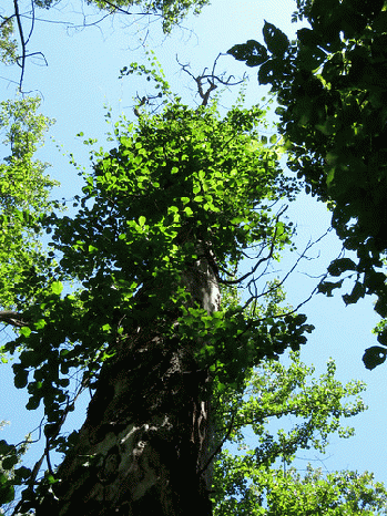 Bittersweet Vine, From FlickrPhotos