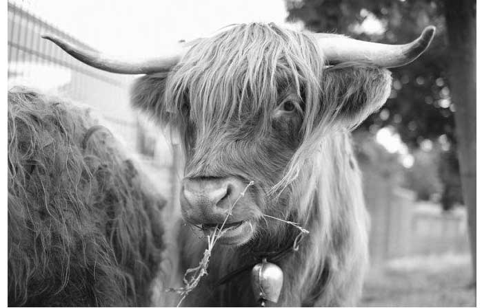 Photograph Source: Dr. Matthias Ripp - CC BY 2.0 Photograph Source: Dr. Matthias Ripp - CC BY 2.0