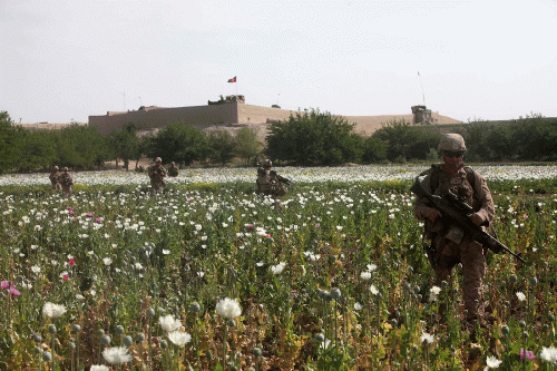 US Troops In poppy Field, From Uploaded