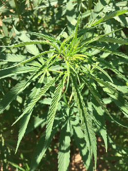 Hemp plants