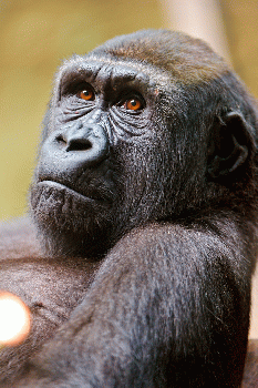 Thinking gorilla