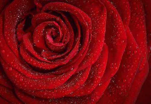 Dew on Red rose