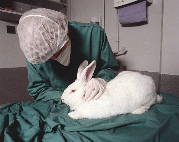 Rabbit in Research for Animal Testing, From CreativeCommonsPhoto