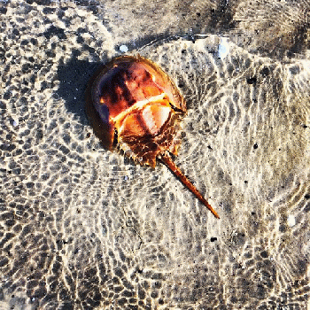 Horseshoe Crab., From FlickrPhotos