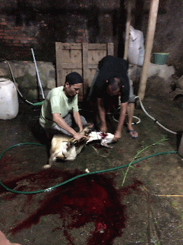 Eid Al-Adha Goat Slaughter