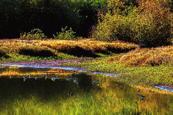 Morning Pond, From FlickrPhotos