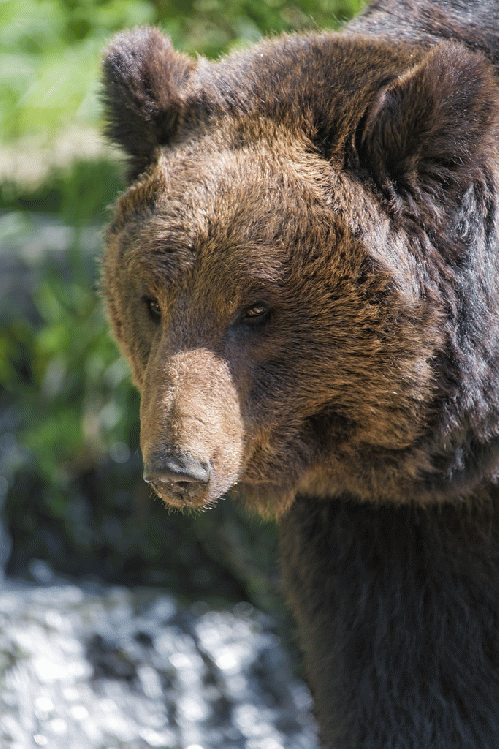 bear, From CreativeCommonsPhoto