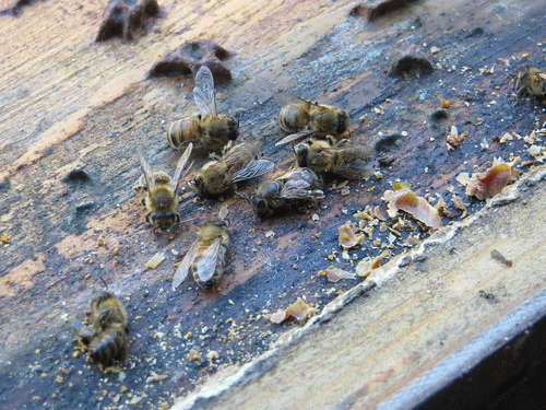 Dead hive, From FlickrPhotos