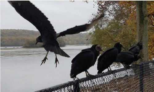 Turkey Vultures, From Uploaded