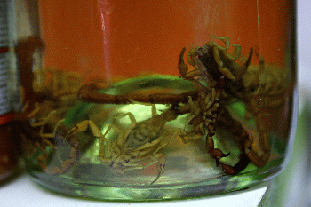 Scorpions in a bottle, From CreativeCommonsPhoto