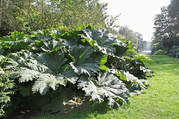 Giant Rhubarb