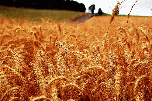 Wheat, From CreativeCommonsPhoto